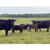 Image 1 : Franklin Cattle Co. - 600# December Delivery Heifer Calves - 200 Head (Marwayne, AB)