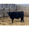 Image 6 : Winnifred Colony Farming Ltd. - 790# December Delivery Weaned Steers - 78 Head (Winnifred, AB)