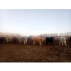 Image 2 : Lowe Ranches - 803# January Weaned Steers - 75 Head (Nanton, AB)