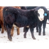 Image 6 : Bezan Cattle Corporation - 720# Feb/March Weaned Steers - 80 Head (Midale, SK)