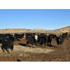 Image 8 : Bircham Ranch - 900# January Delivery Steers - 135 Head (Piapot, SK)