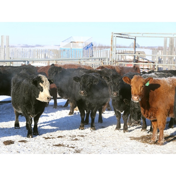 Right Cross Ranch - 1175# Open Cows - 23 Head (Kisbey, SK)