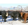 Image 1 : Right Cross Ranch - 1175# Open Cows - 23 Head (Kisbey, SK)