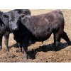Image 9 : Leon Torkelson - 650# May Delivery Steers - 90 Head (Millicent, AB)
