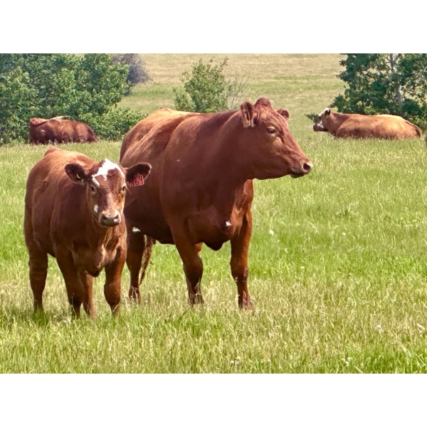 Mullen Land & Cattle Co. - 525# September Delivery Heifer Calves - 120 Head (Peers, AB)