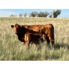 Border View Ranch - 580# October Delivery Steer Calves - 75 Head (Coronach, SK)