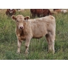 Image 7 : J&E Farms Ltd. - 650# November Delivery Steer Calves - 80 Head (Tilley, AB)