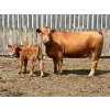 Image 3 : Diamond I Farms - 24 Simm/Angus X Cow/Calf Pairs (Irricana, AB)