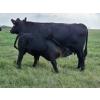Image 5 : Malarky Farms - 35 Black/Black X Cow/Calf Pairs (Newdale, MB)