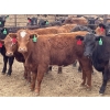 Image 8 : Lazy B Farm & Ranch - 975# Aug/Sept Delivery Heifers - 100 Head (Linden, AB)