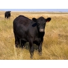 Image 4 : Riverbend Ranch - 1040# October Delivery Grass Steers - 280 Head (Scotfield, AB)