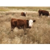 Image 5 : Coyote Tree Ranching - 560# November Delivery Steer Calves - 100 Head (Patricia, AB)