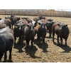 Image 2 : Rick Matz - 20 November Delivery Black Angus X Bred Heifers (Strathmore, AB)