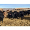 Image 5 : Babcock Livestock - 730# February Delivery Steers - 125 Head (Consort, AB)