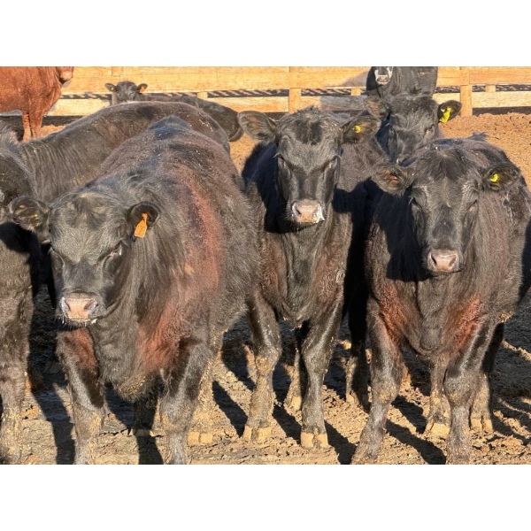 Habraken Farms Ltd. - 830# April Delivery Heifers - 64 Head (Scandia, AB)