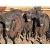 Image 1 : Habraken Farms Ltd. - 830# April Delivery Heifers - 64 Head (Scandia, AB)