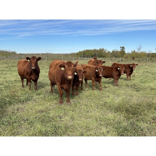 Gem Land & Cattle (Andrew & Charlene Walde) - 4 Red Cows (Pen 626)