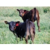 Image 2 : Ray Torkelson - 540# October Delivery Steer Calves - 100 Head (Millicent, AB)