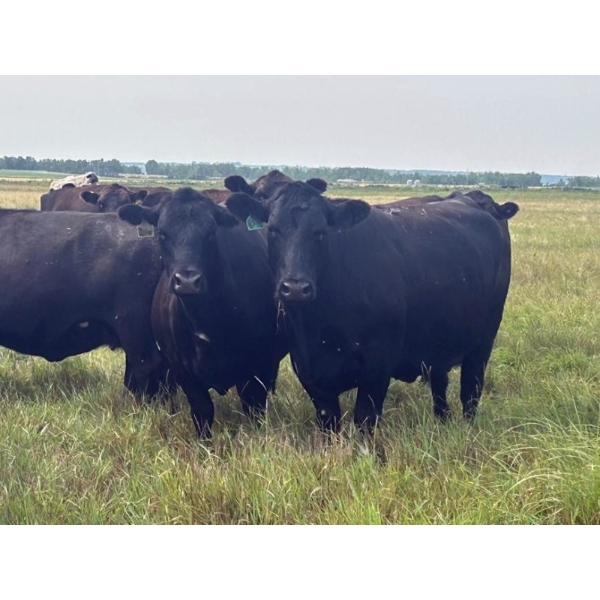 G & B Farms - 32 Open Angus/Simm X Cows (Deloraine, MB) VBP+