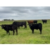 Image 2 : Kevlon Land & Cattle - 630# October Delivery Heifer Calves - 32 Head (Taber, AB)