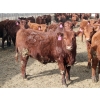 Image 10 : A&A Farms - 30 Dark Red Replacement Heifers (Coaldale, AB)