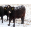 Image 6 : Little Rainbow Ranch - 22 Black & BBF Simm X Angus April/May Calving Bred Heifers (Moosomin, SK)