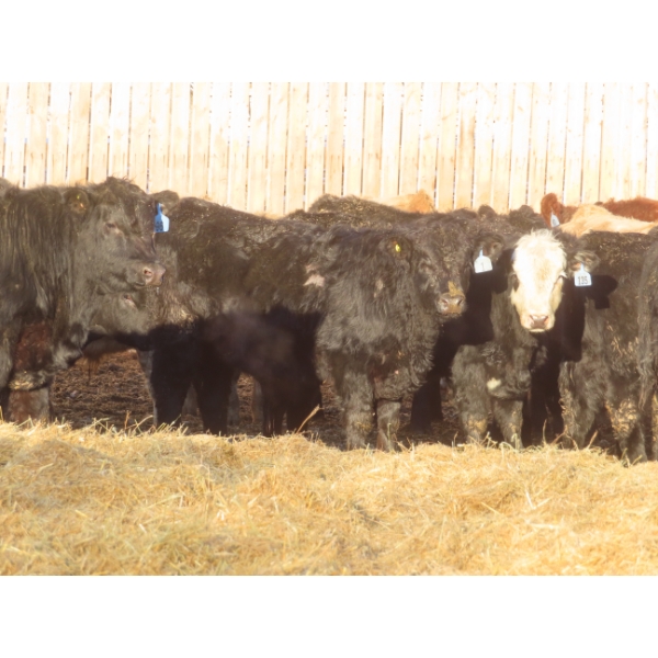 Willowside Ranch - 775# March Delivery Steers - 75 Head (Vibank, SK)