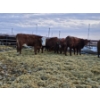 Image 8 : 1911 Farms (Meah & Chad Olsen) - 1 RWF Heifer (Pen 729)