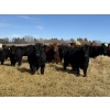 Image 5 : Gregg Dickson - 893# March Delivery Steers - 69 Head (Leslieville, AB)