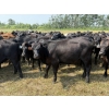 Image 3 : Richards Family Farms & Livestock Ltd. - 725# October Delivery Grass Heifers - 85 Head (Bangor, SK) 