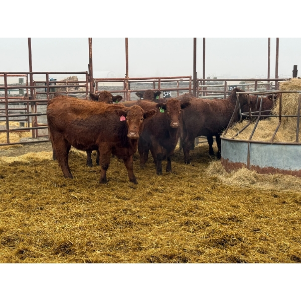 D6 Cattle Farm - 10 Heifers (Pen 517)