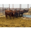 Image 1 : D6 Cattle Farm - 10 Heifers (Pen 517)