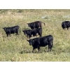 Image 4 : DK Livestock - 960# September Delivery Grass Heifers - 80 Head (Longview, AB)