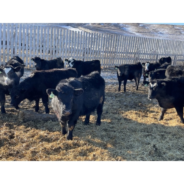 Drew Bayes - 675# Jan/Feb Delivery Steers - 87 Head (Trochu, AB)