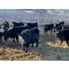 Image 1 : Drew Bayes - 675# Jan/Feb Delivery Steers - 87 Head (Trochu, AB)