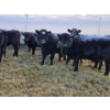 Image 9 : Colton Battrum - 6 Black Heifers (Pen 528)