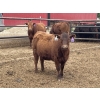 Image 7 : Lazy B Farm & Ranch - 975# August Delivery Heifers - 130 Head (Linden, AB)
