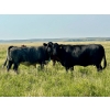 Image 7 : Kings Corner Farms - 40 Open Angus X Cows (Corning, SK)