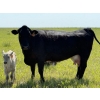 Image 16 : Lee Johnston - 35 Black/Black X Cow/Calf Pairs (Welwyn, SK)