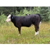 Image 13 : Bar 27 Stock Farm - 625# October Delivery Heifer Calves - 65 Head (Spruce View, AB) VBP+