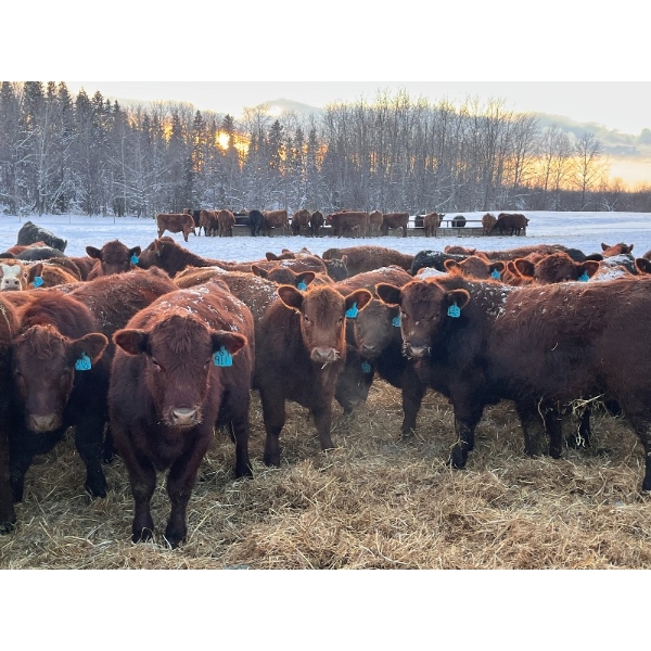 G & D Hunt - 740# Dec/Jan Delivery Weaned Steers - 135 Head (Jarvie, AB)