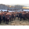 Image 1 : G & D Hunt - 740# Dec/Jan Delivery Weaned Steers - 135 Head (Jarvie, AB)