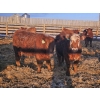 Image 2 : C.O. Johnson & Sons Ranches - 832# March Delivery Steers - 107 Head (Scandia, AB) VBP+