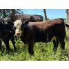 Image 9 : Bar 27 Stock Farm - 625# October Delivery Heifer Calves - 65 Head (Spruce View, AB) VBP+
