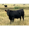 Image 1 : DK Livestock - 1060# September Delivery Grass Steers - 44 Head (Langdon, AB)
