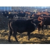 Image 3 : Jeff MacMillan - 840# March/April Delivery Steers - 70 Head (Marquette, MB)