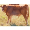 Image 17 : Leonard Lundquist/Andrew Ranching - 675# October Delivery Steer Calves - 90 Head (Rolling Hills, AB)