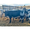 Image 3 : Crooked Creek Ranch - 15 Second Calvers (Pen 530)