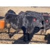 Image 9 : Hogg Family Farm - 790# January Delivery Steers - 75 Head (Huxley, AB)