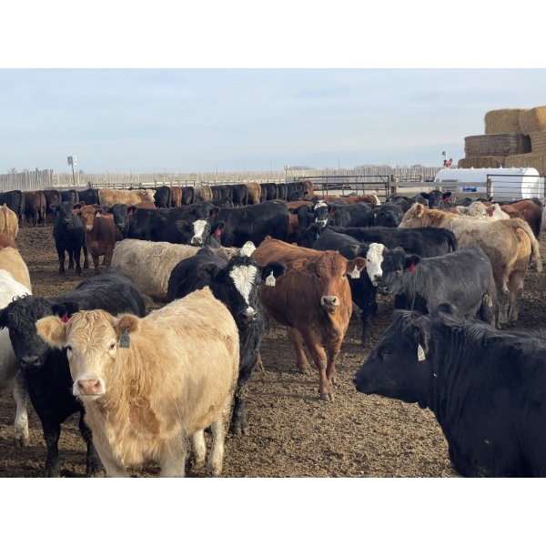 Aart Beekman - 985# November Delivery Heifers - 200 Head (Readymade, AB)